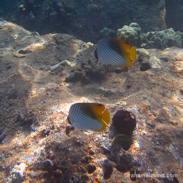 A pair of Threadfin Butterflyfishes swim in the waters off Hawaii