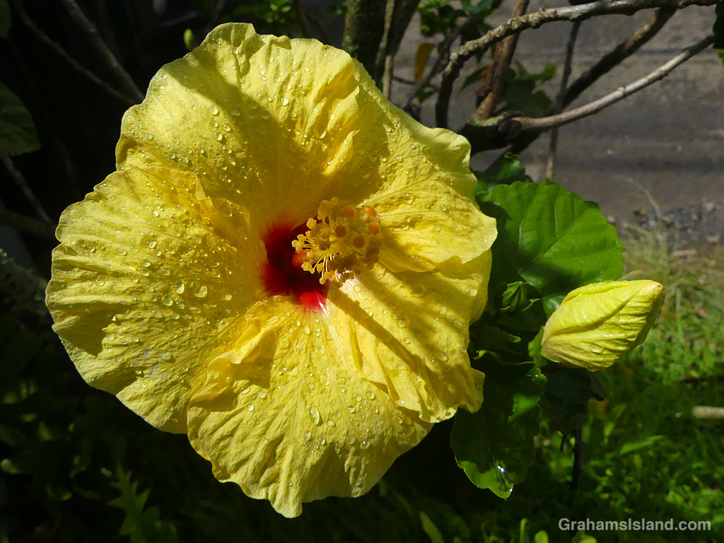 A Yellow Hibiscus flower in Hawi, Hawaii