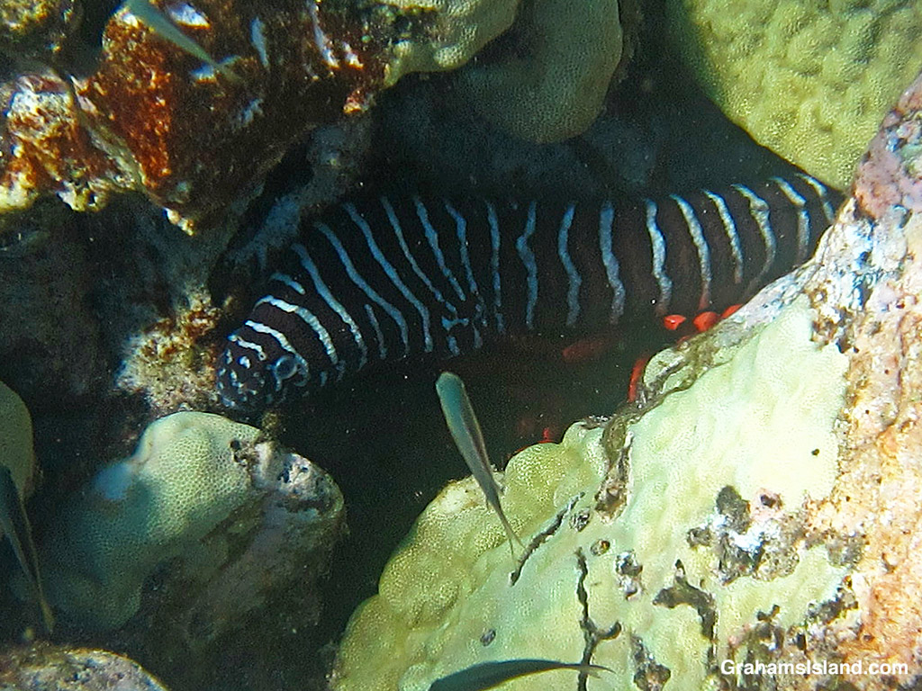 A Zebra Moray Eel in the waters off Hawaii