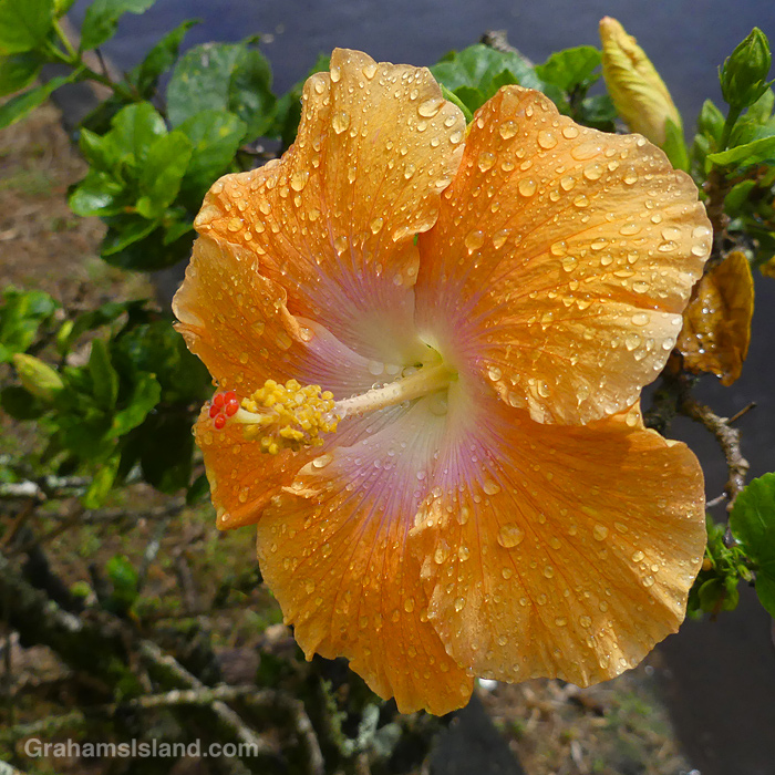 An apricot hibiscus in Hawi, Hawaii