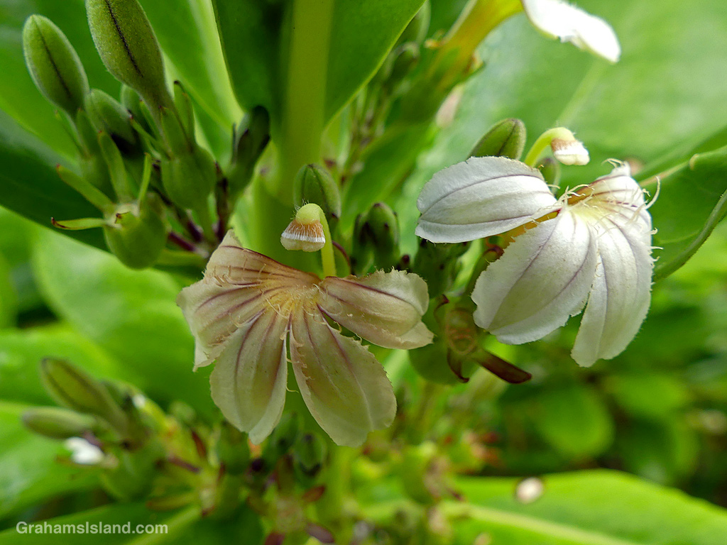 Beach Naupaka flowers in Hawaii