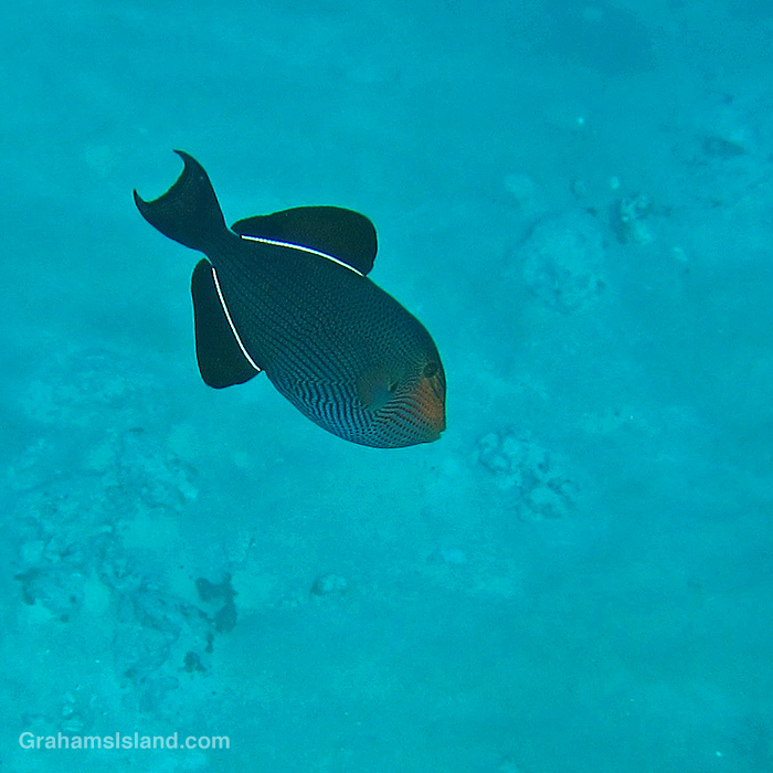 A Black Triggerfish in the waters off Hawaii