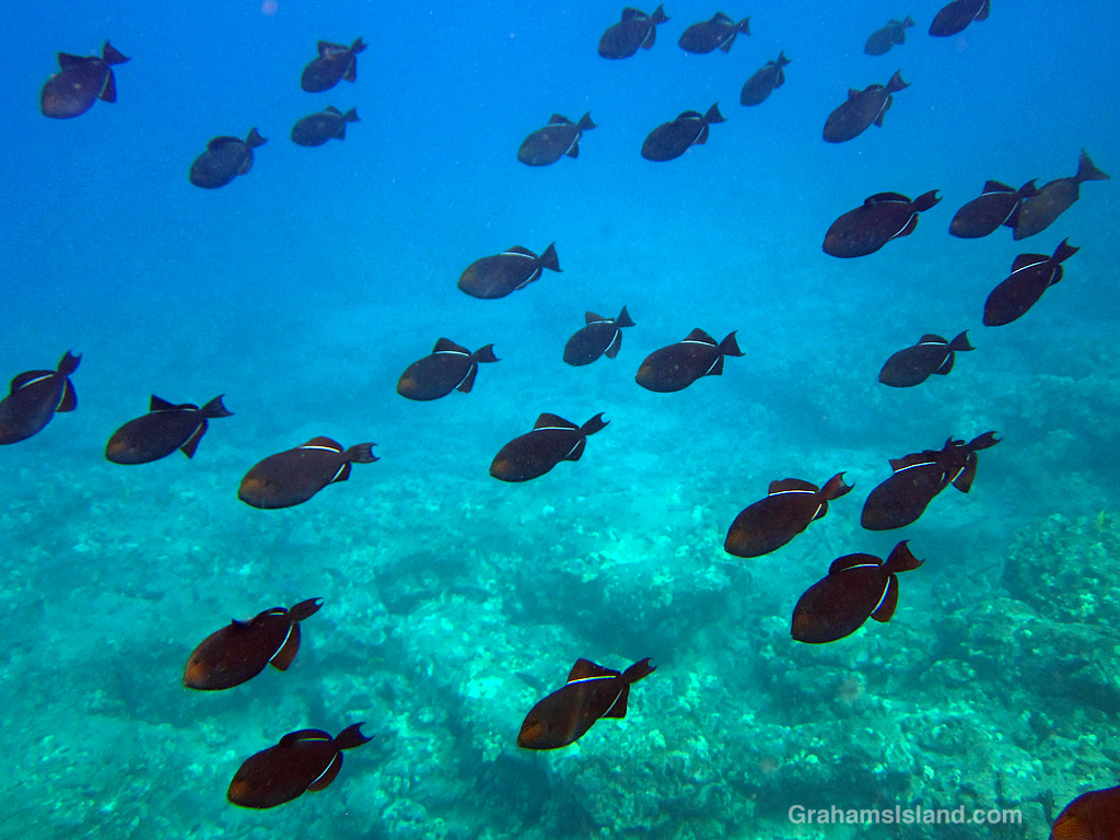 Black Triggerfishes in the waters off Hawaii
