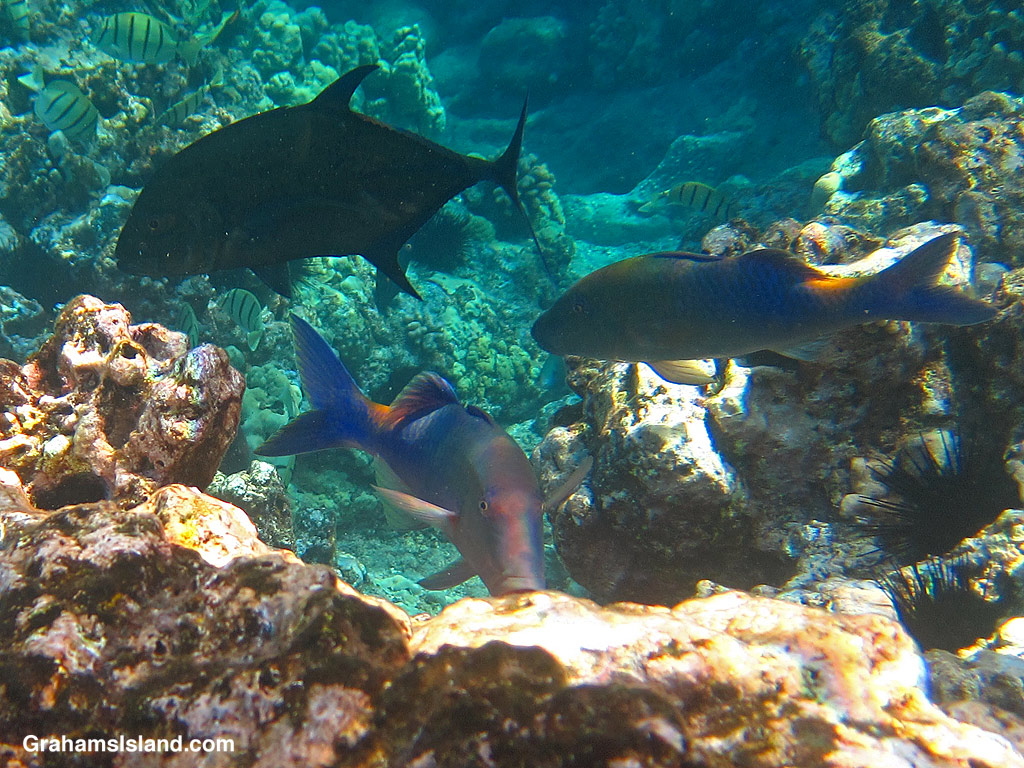 Bluefin Goatfishes in the waters off Hawaii