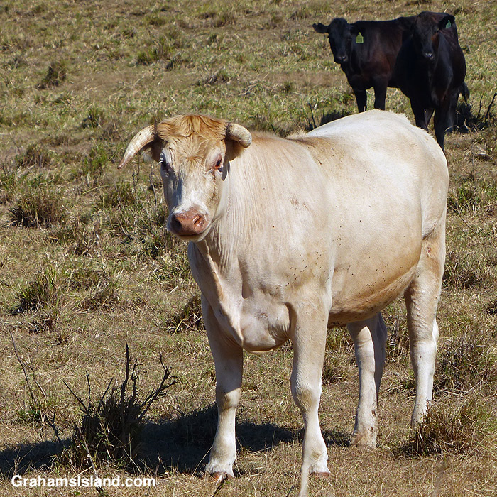 A bull in North Kohala, Hawaii