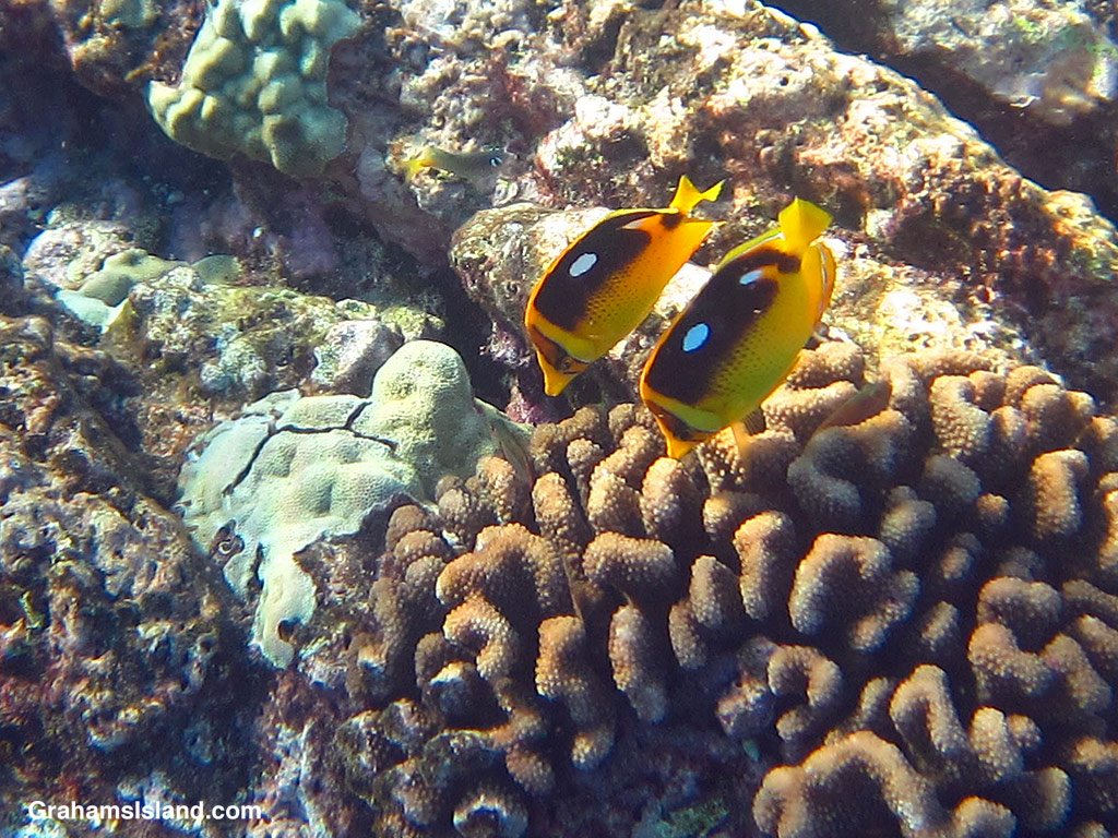 A pair of Fourspot Butterflyfishes in the waters off Hawaii