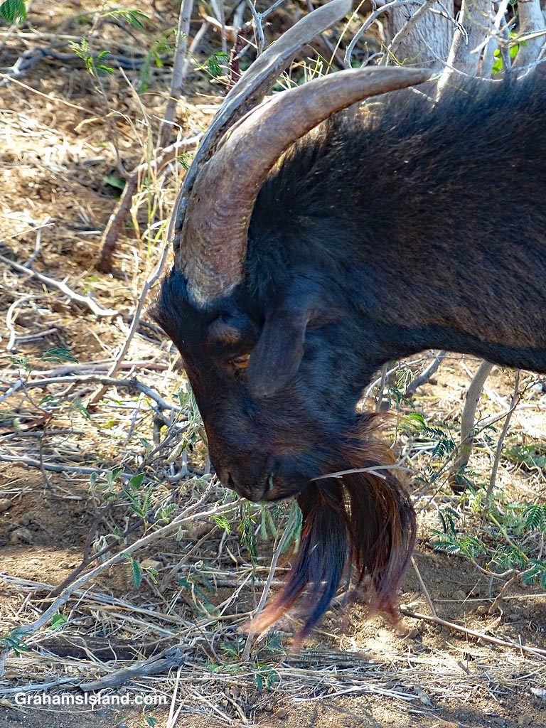 A goat in Hapuna, Hawaii