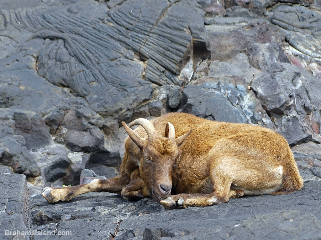 A goat on the 1871 trail at Puʻuhonua o Honaunau National Historical Park, Hawaii