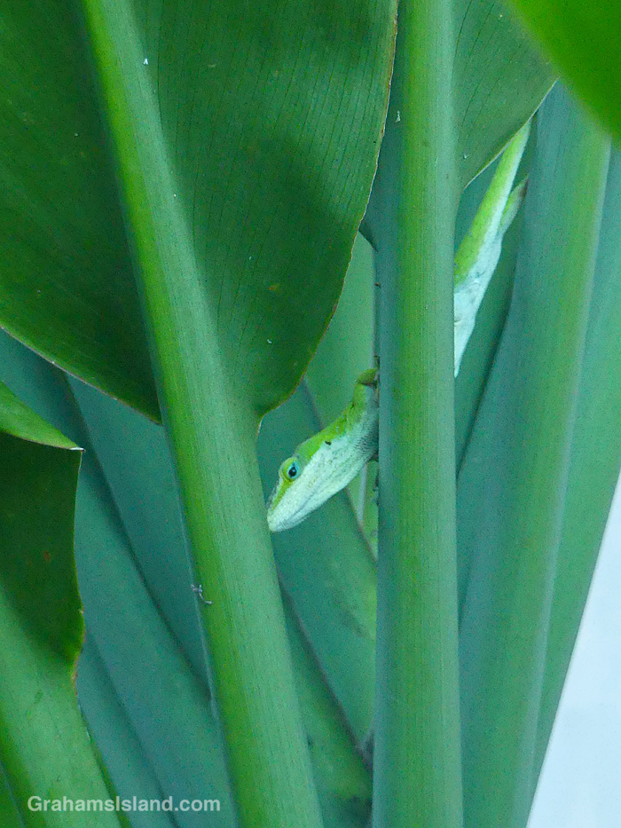 A Green Anole in a Ti plant in Hawaii