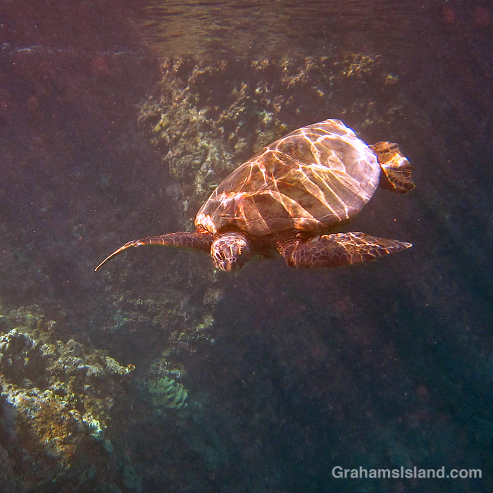 The shell of a green turtle is illuminated in the waters off Hawaii