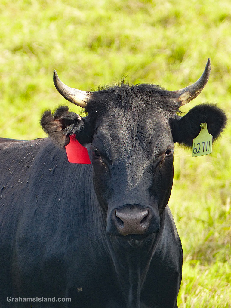 A steer with horns in North Kohala, Hawaii