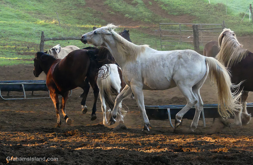 Horses frolicking in a corral in Hawaii