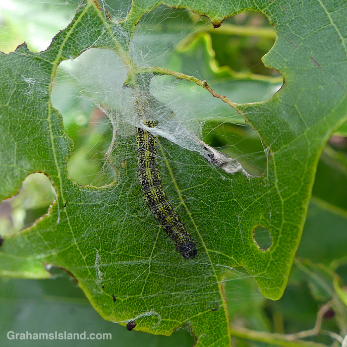 A Kou Leafworm on a kou leaf in Hawaii