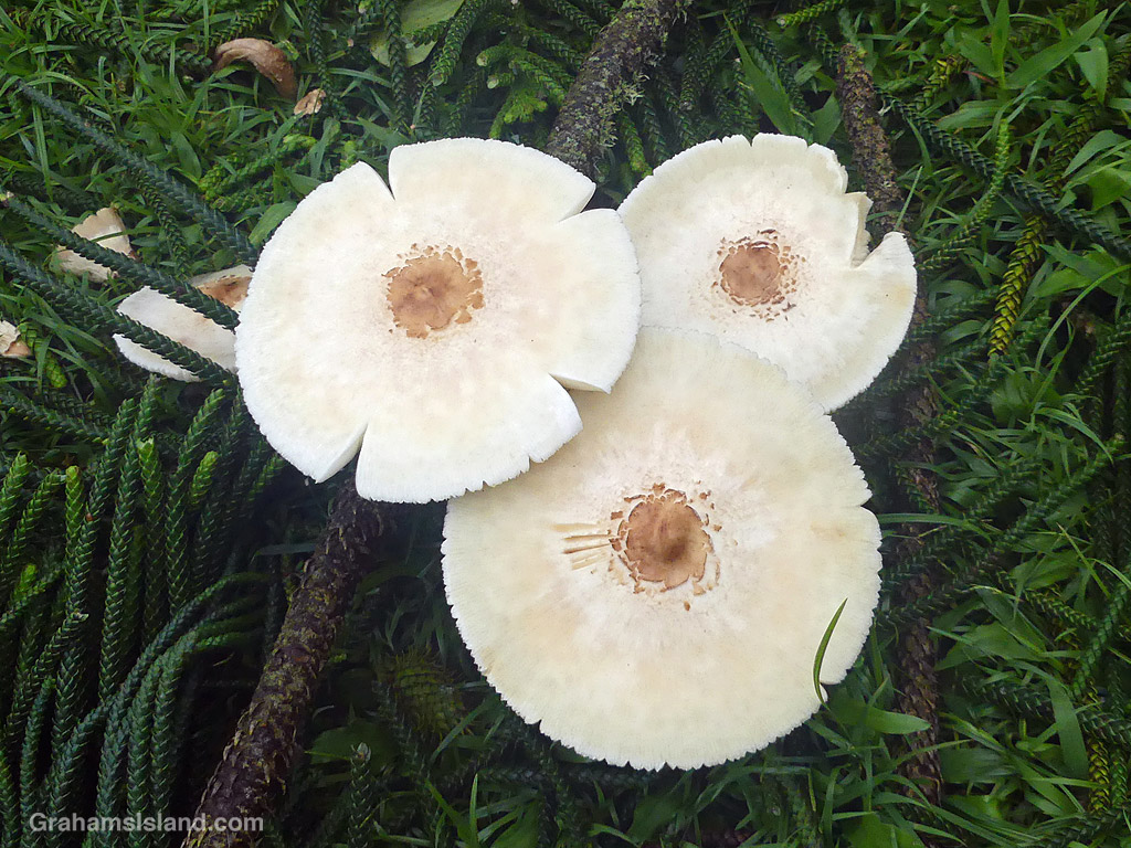 Mushrooms growing at Kapaau, Hawaii