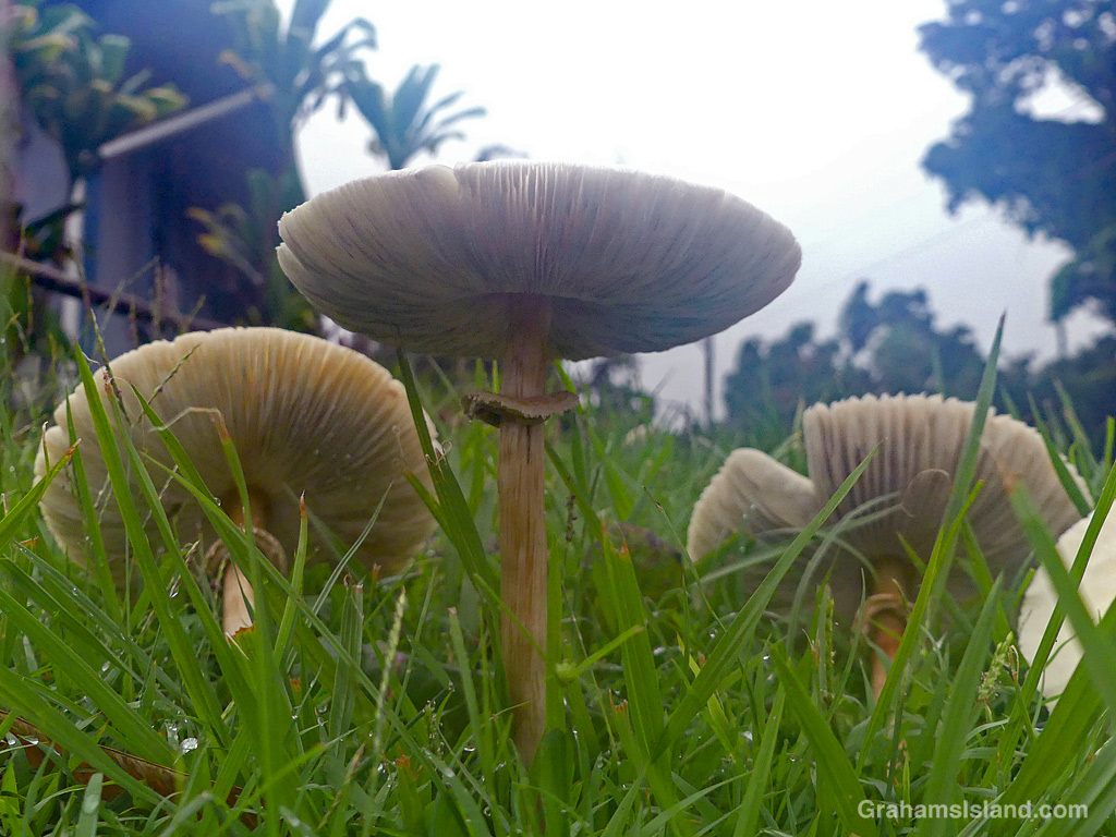 Mushrooms growing at Kapaau, Hawaii