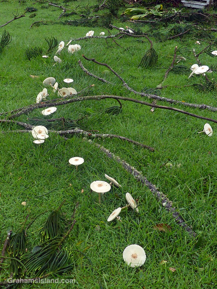 Mushrooms growing at Kapaau, Hawaii