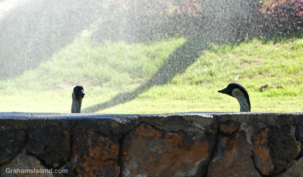 Two nenes stand under a sprinkler at Spencer Beach Park, Hawaii