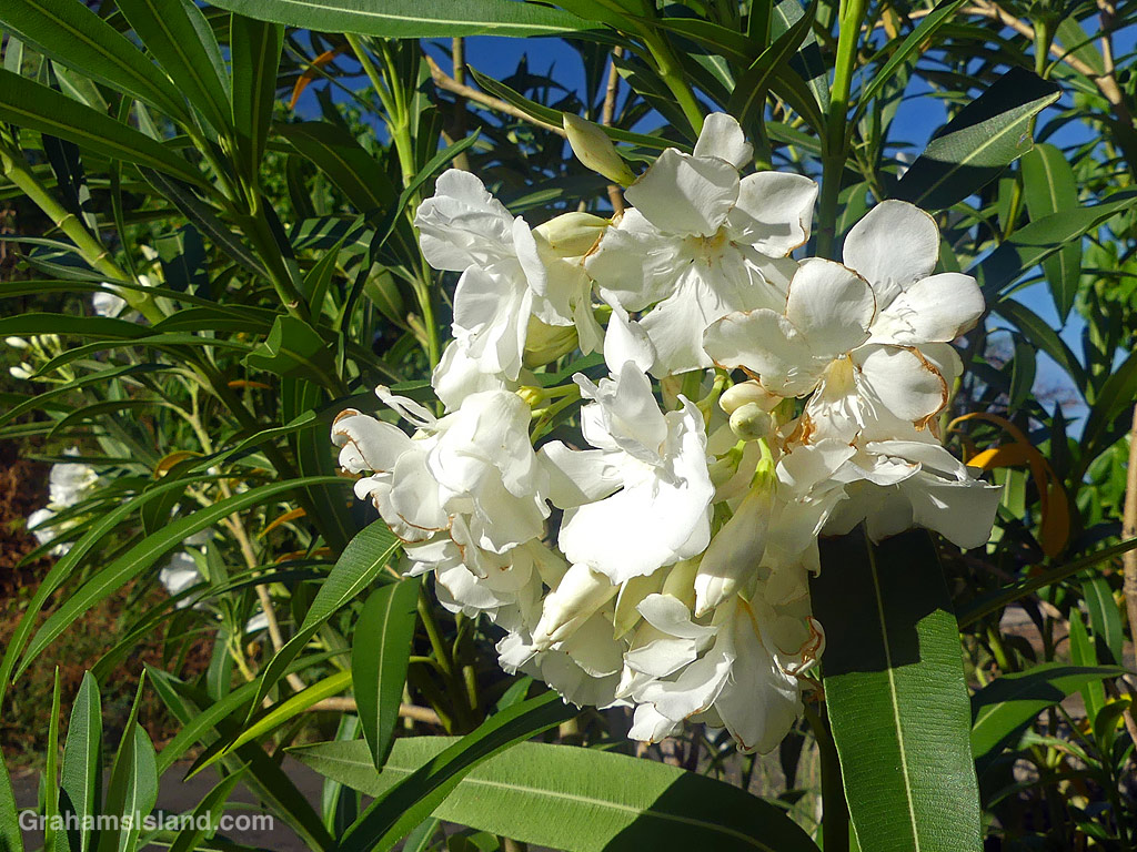 Oleander flowers at Mahukona Beach Park in Hawaii