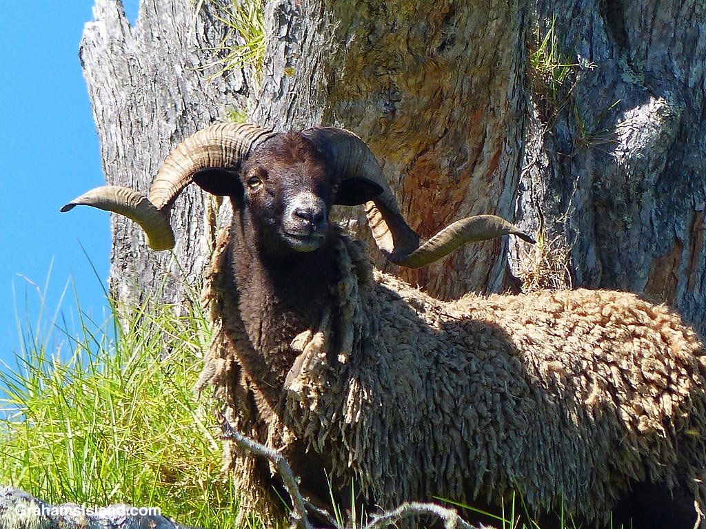 A ram with horns at Pu'u Wa'awa'a, Hawaii