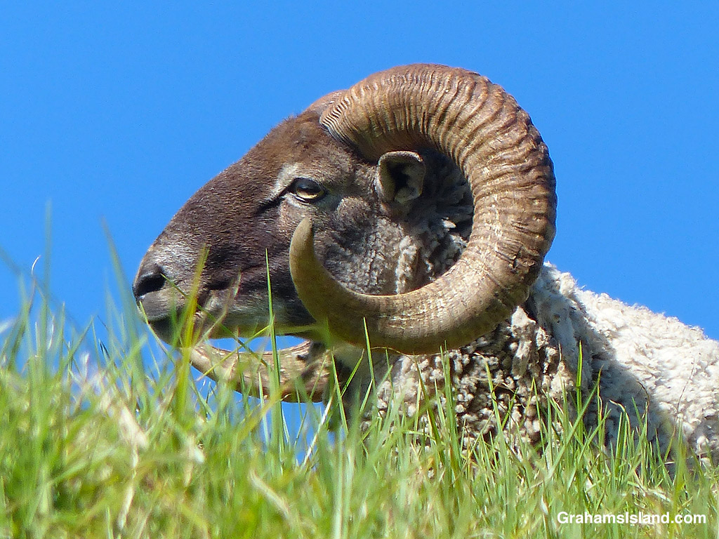 A ram with horns at Pu'u Wa'awa'a, Hawaii