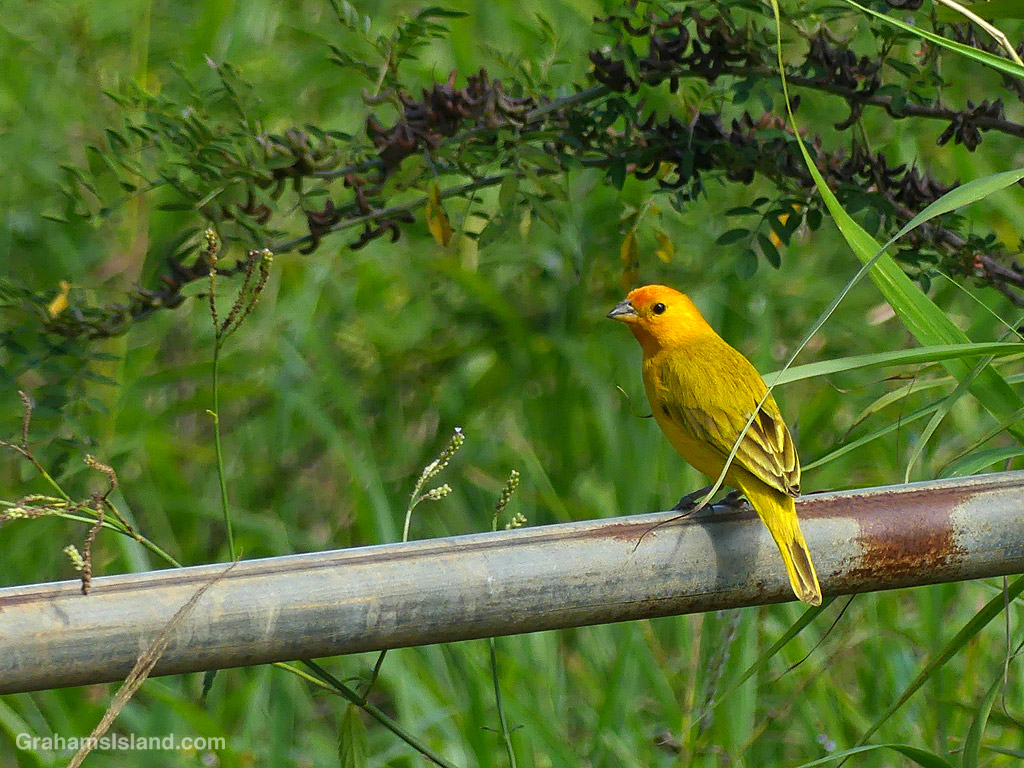 A Saffron Finch on the bar of a gate in Hawaii