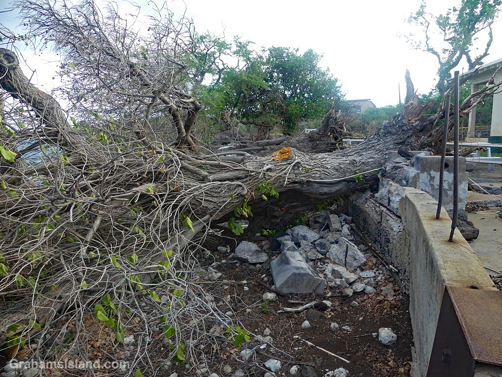 Trees blown down by Hurricane Lala at Mahukona Beach Park in Hawaii