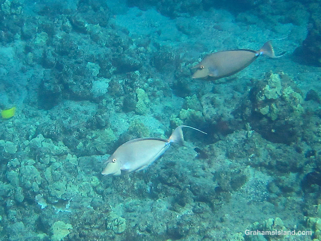 A pair of Bluespine Unicornfishes in the waters off Hawaii