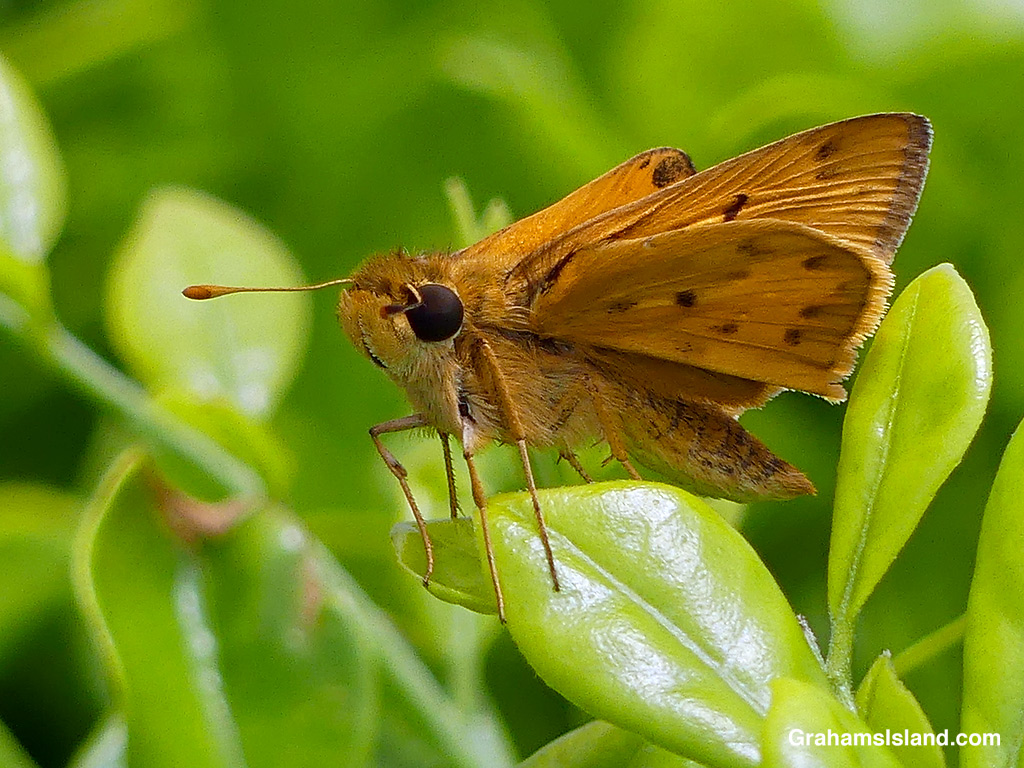 A Fiery Skipper Butterfly in Hawaii