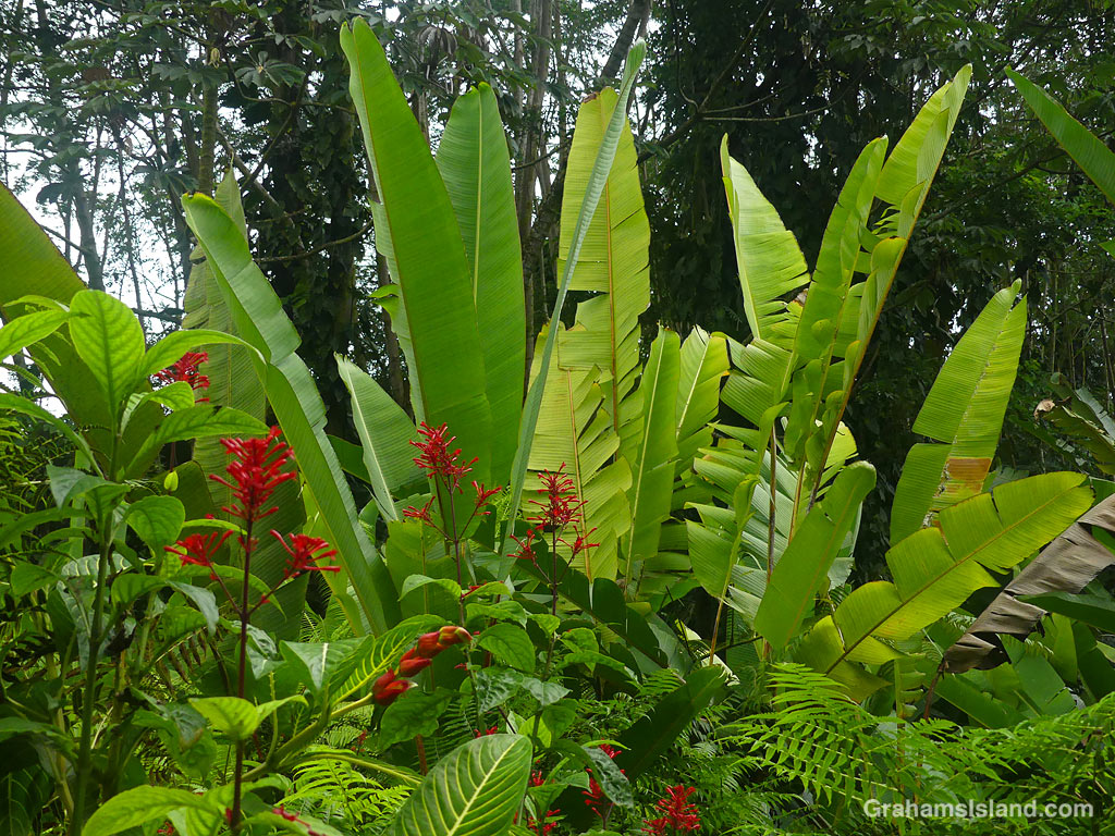 Firecracker flowers and banana leaves at Akaka Falls State Park in Hawaii