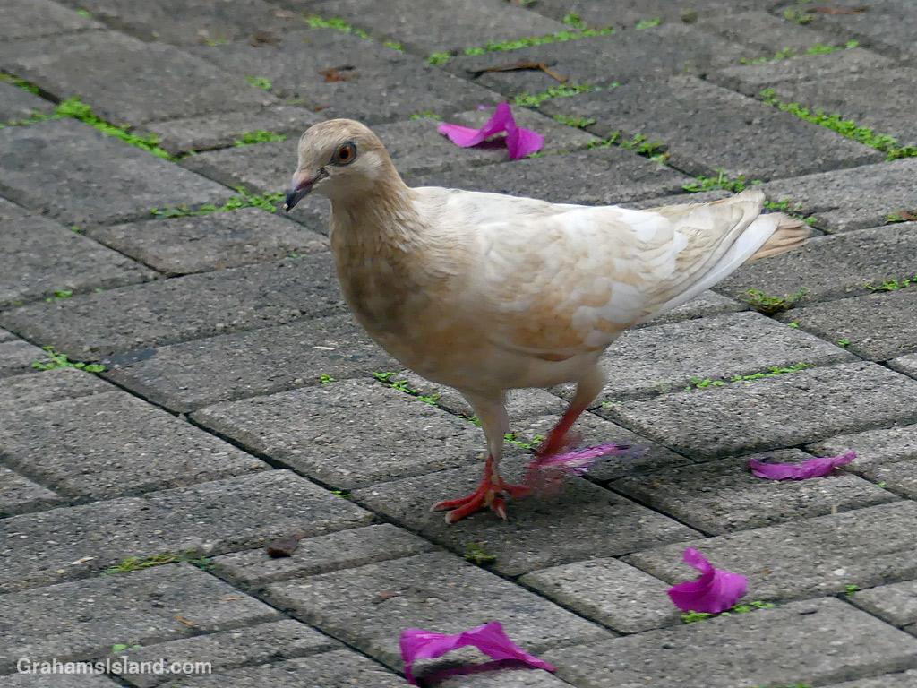 A rock pigeon in Hawaii