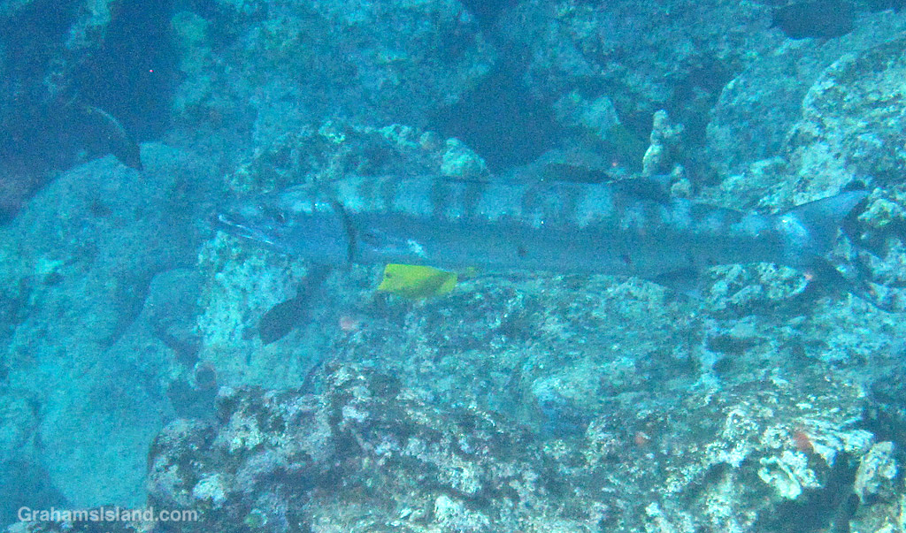 A Great Barracuda in the waters off Hawaii