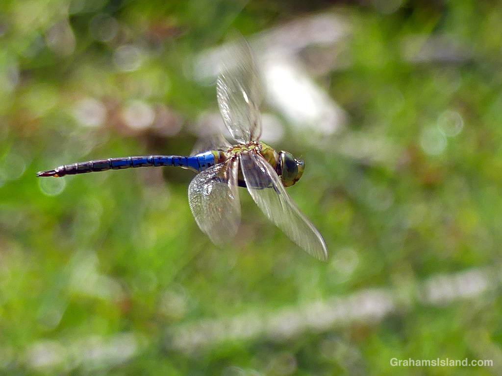A Green Darner Dragonfly at Pololu in Hawaii