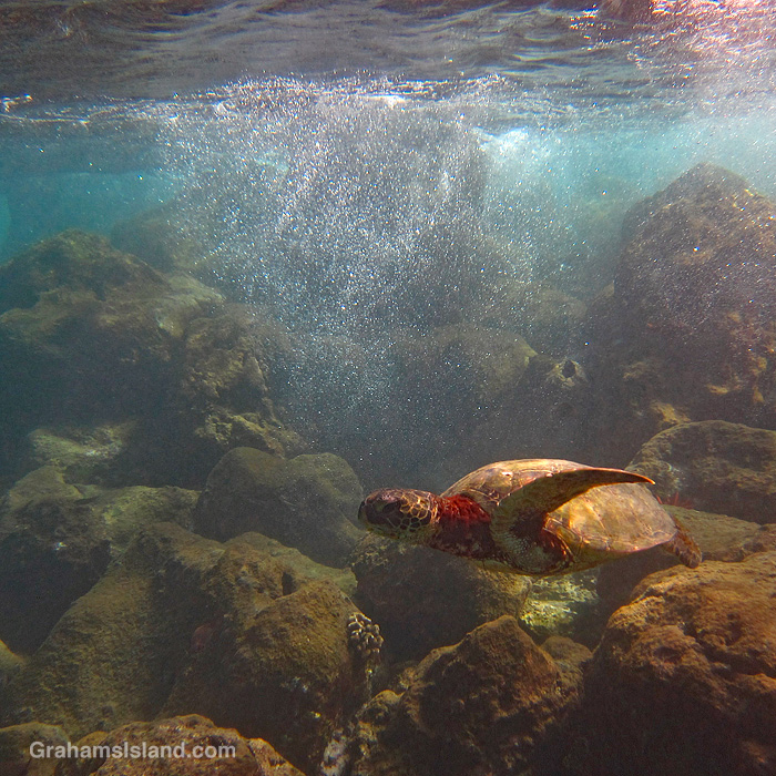 A Green Turtle swimming in shallow waters off Hawaii