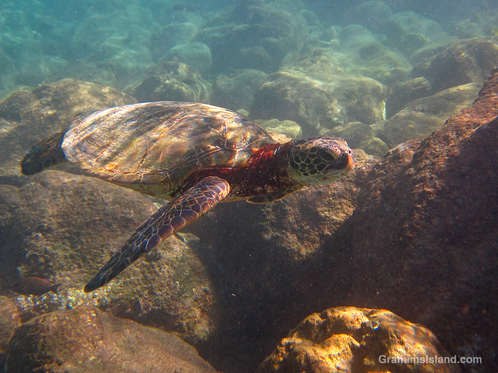 A Green Turtle swimming in shallow waters off Hawaii