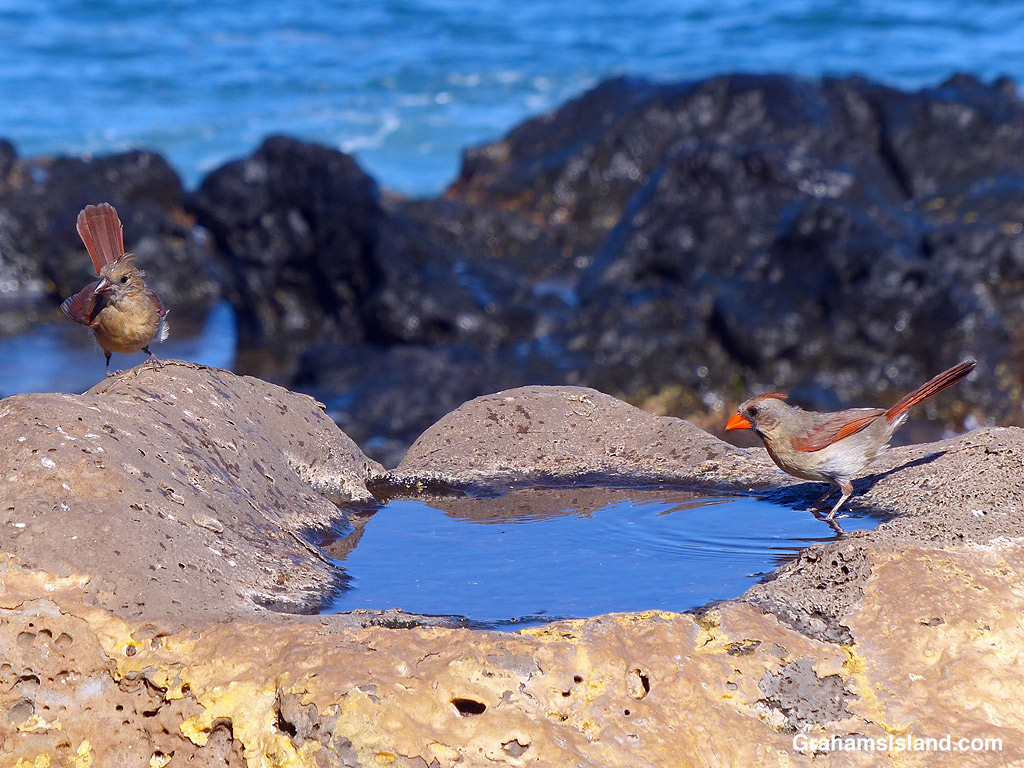A Northern Cardinal bathing in Hawaii