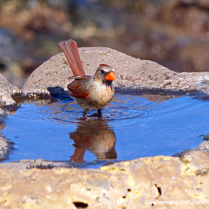 A Northern Cardinal bathing in Hawaii