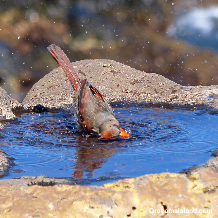 A Northern Cardinal bathing in Hawaii
