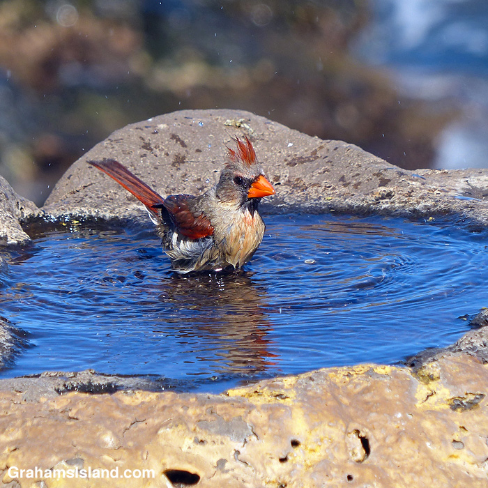 A Northern Cardinal bathing in Hawaii