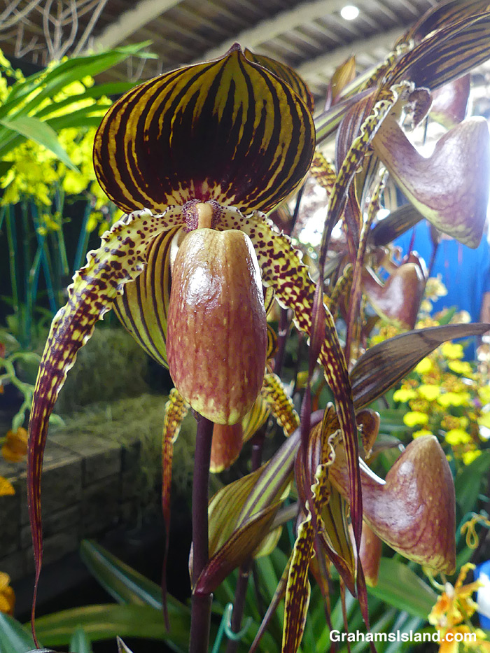 A Paph. Johanna Burkhardt 'Raptor' orchid at the Hilo Orchid Show, in Hawaii