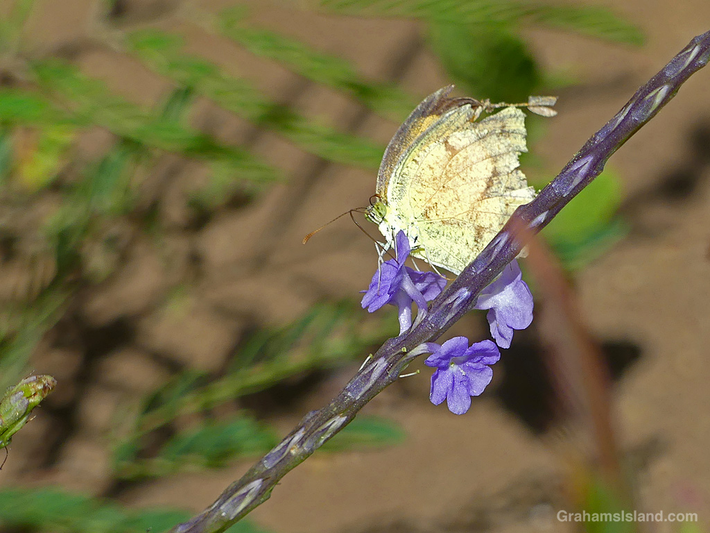 A Sleepy Orange Butterfly on Porterweed flowers in Hawaii