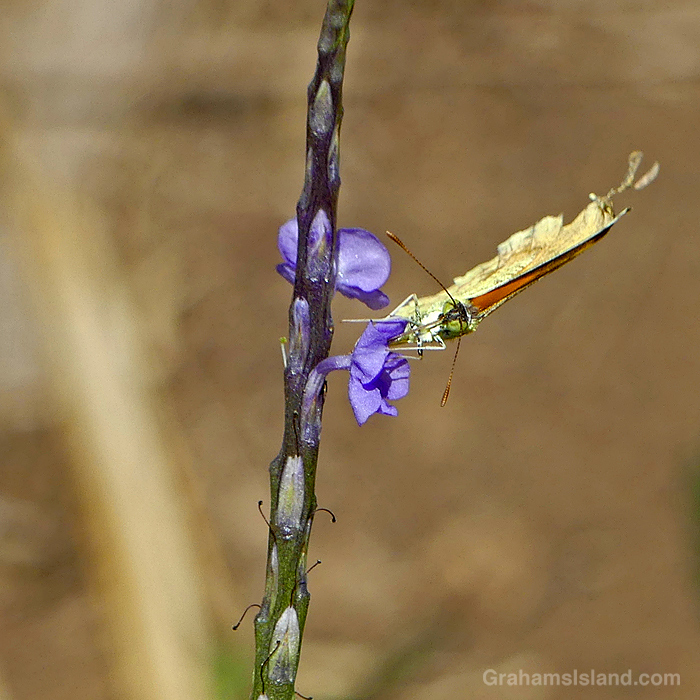 A Sleepy Orange Butterfly on Porterweed flowers in Hawaii