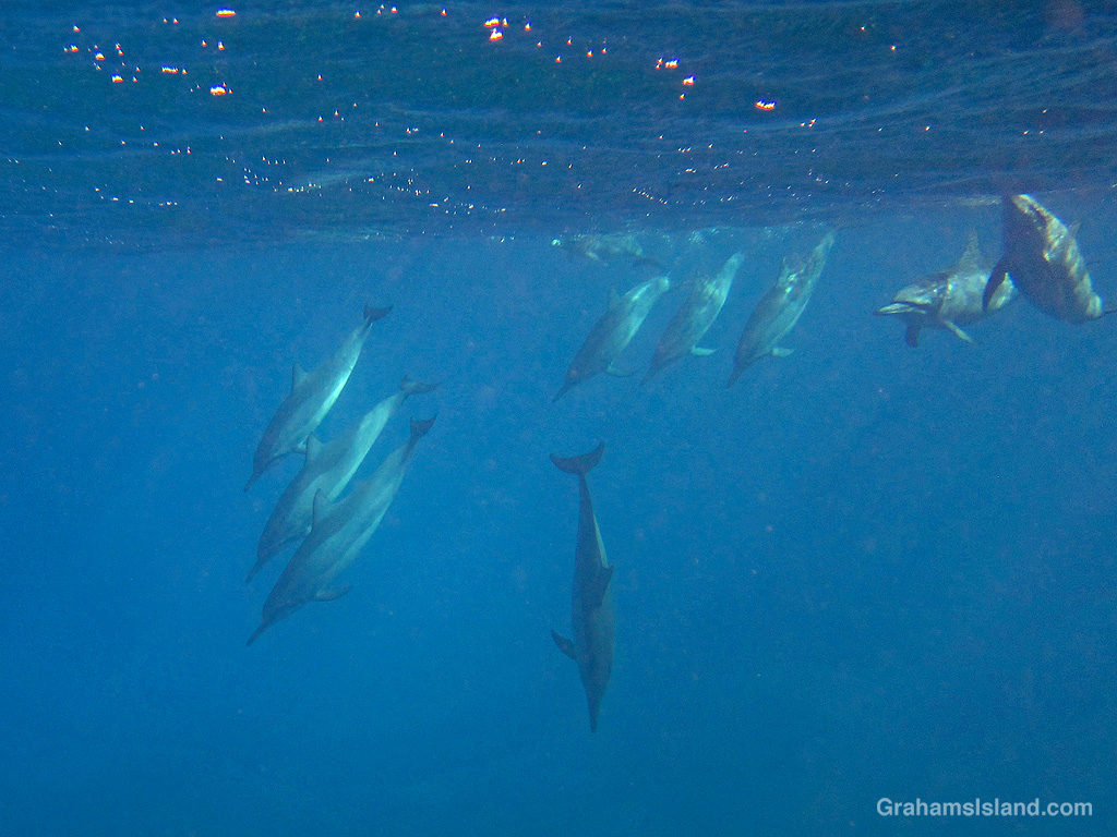Spinner Dolphins in the waters off Hawaii