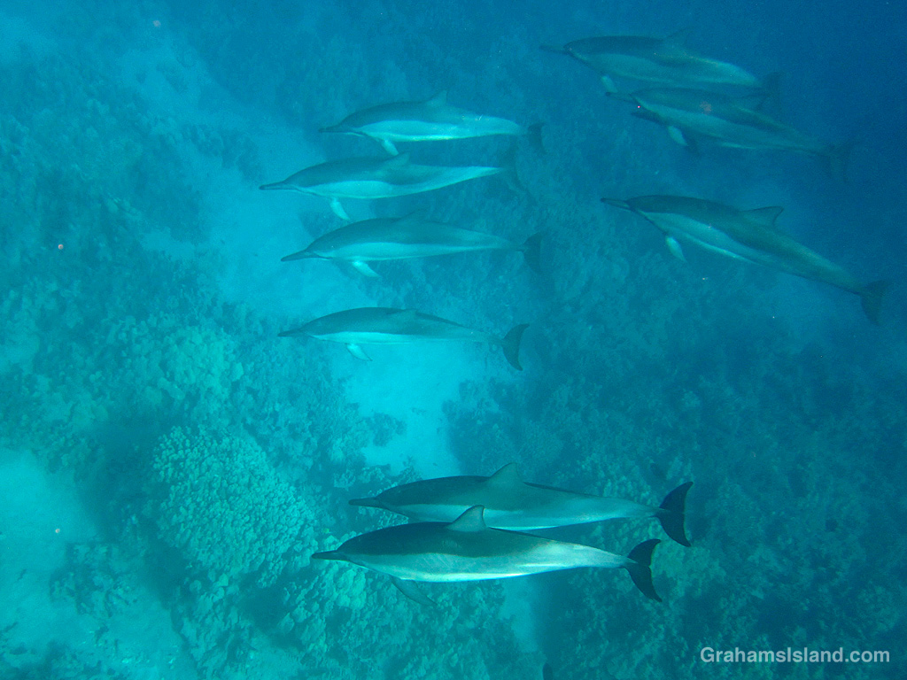 Spinner Dolphins in the waters off Hawaii