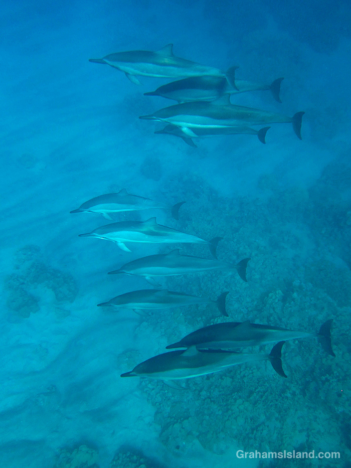Spinner Dolphins in the waters off Hawaii