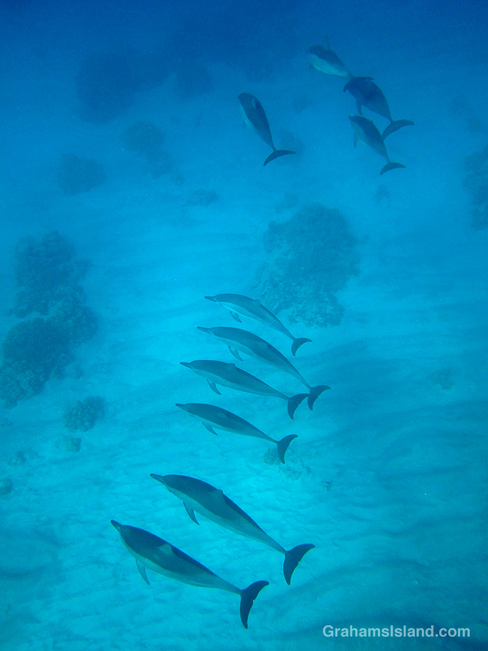 Spinner Dolphins in the waters off Hawaii