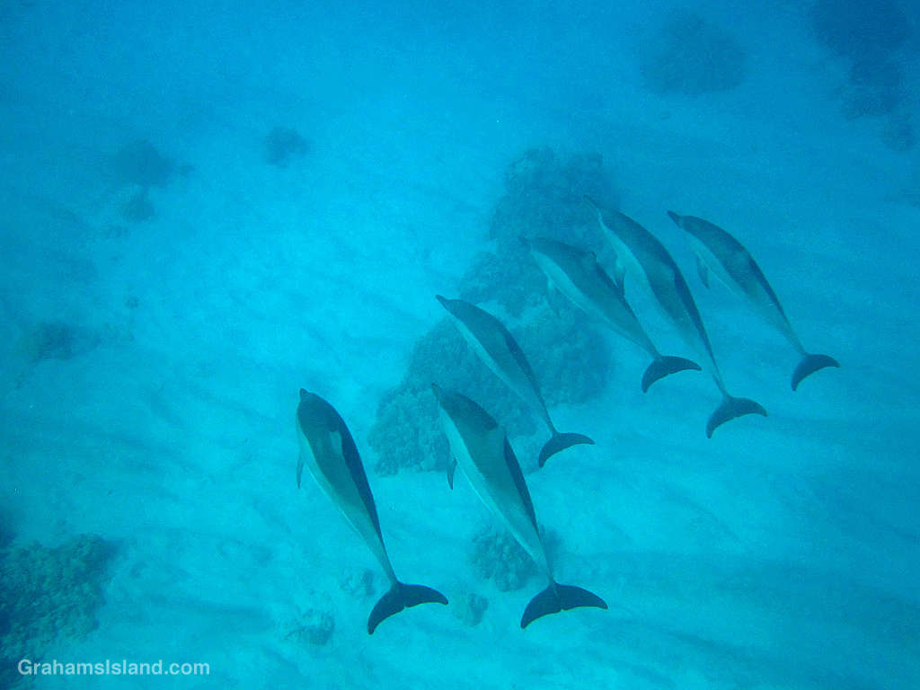 Spinner Dolphins in the waters off Hawaii