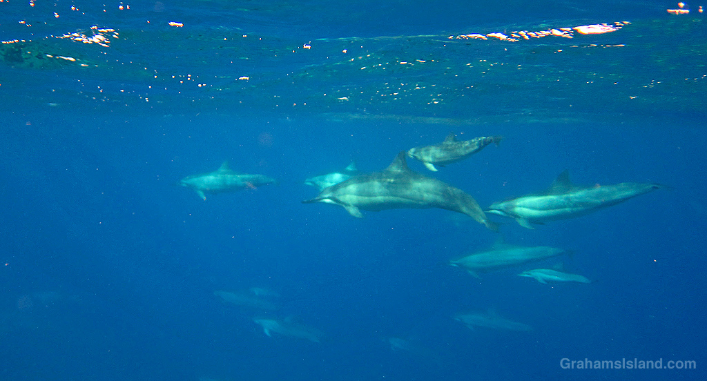 A pod of Spinner Dolphins swims by in the waters off Hawaii