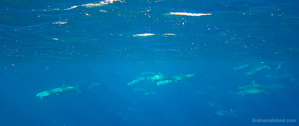 A pod of Spinner Dolphins swims by in the waters off Hawaii