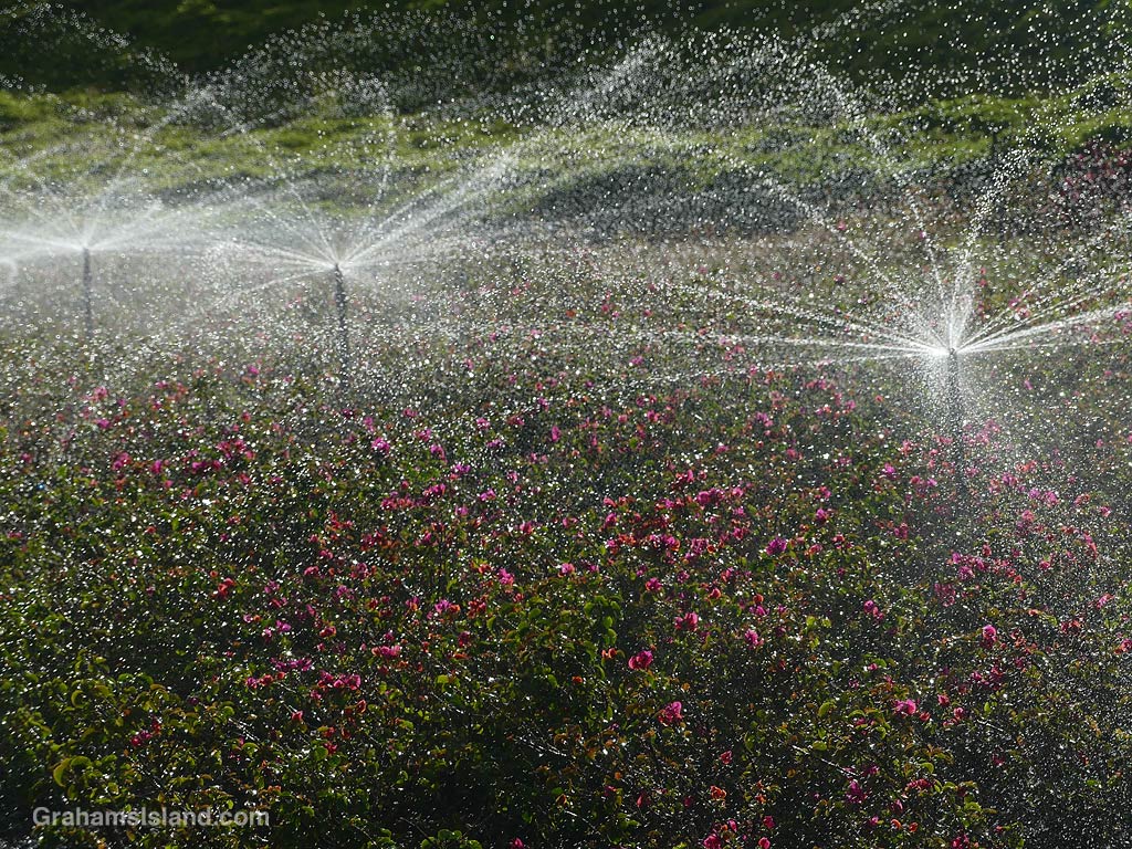 Sprinklers at Hapuna in Hawaii