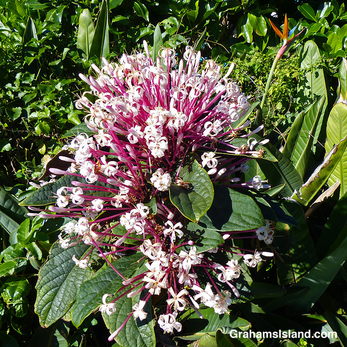 Starburst bush flowers in Hawaii